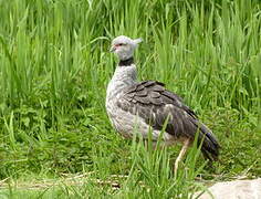 Southern Screamer