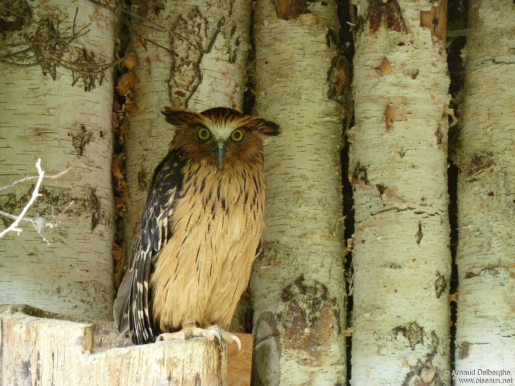 Buffy Fish Owl