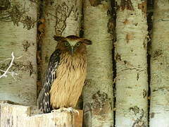 Buffy Fish Owl