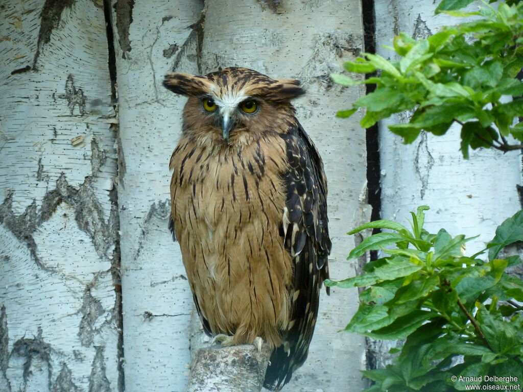 Buffy Fish Owl