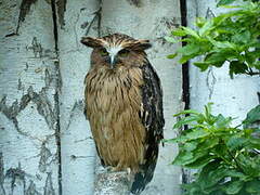 Buffy Fish Owl