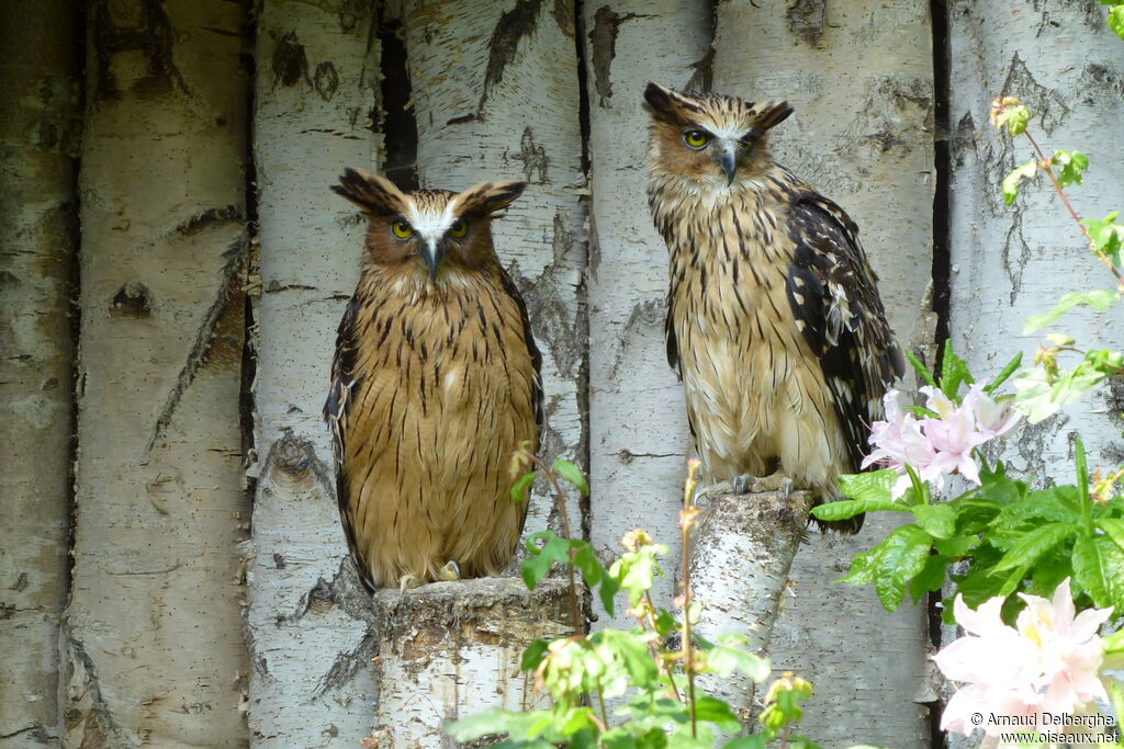 Buffy Fish Owl