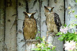 Buffy Fish Owl