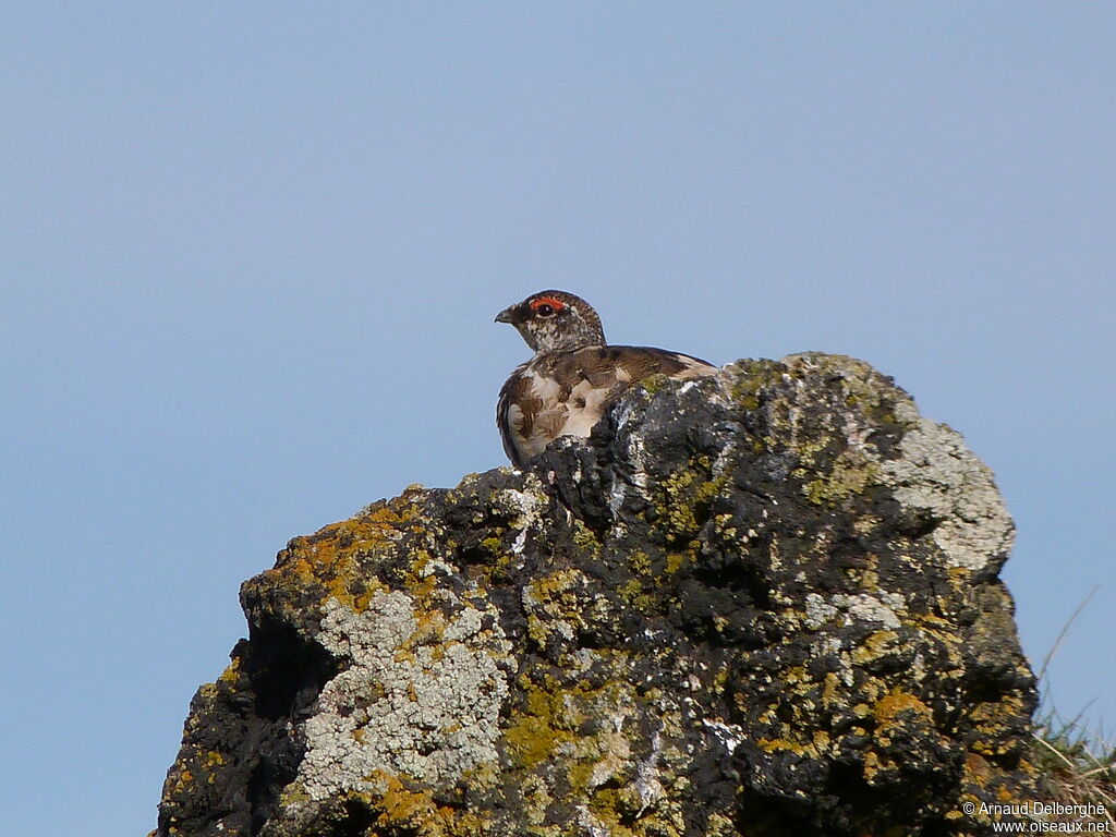 Rock Ptarmigan