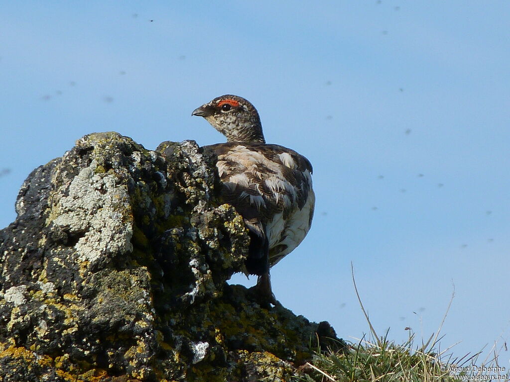 Rock Ptarmigan