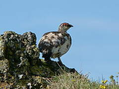 Rock Ptarmigan