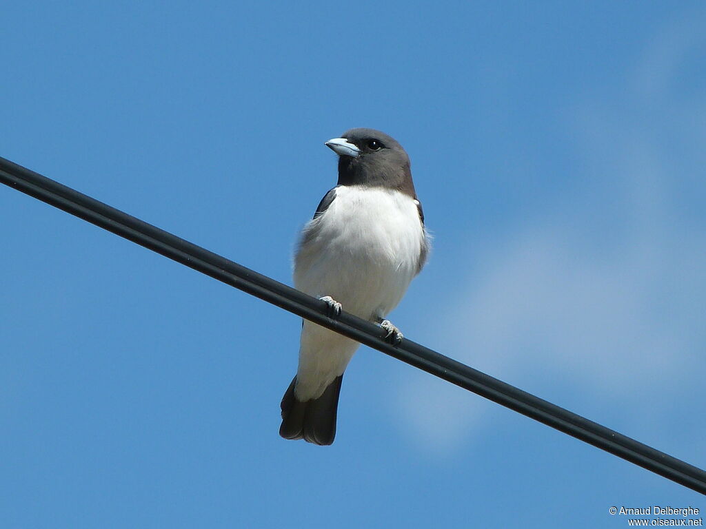 White-breasted Woodswallow