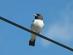 White-breasted Woodswallow