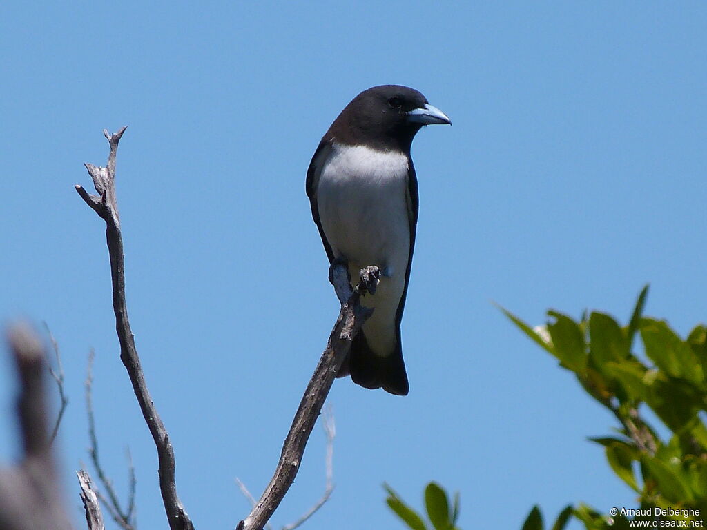 White-breasted Woodswallow