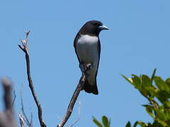 White-breasted Woodswallow