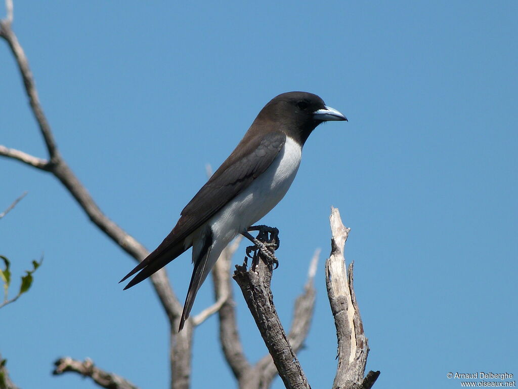 White-breasted Woodswallow