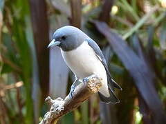 White-breasted Woodswallow