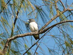 White-breasted Woodswallow