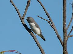 White-breasted Woodswallow