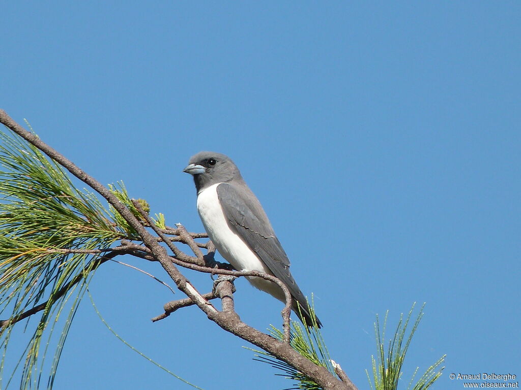 White-breasted Woodswallow