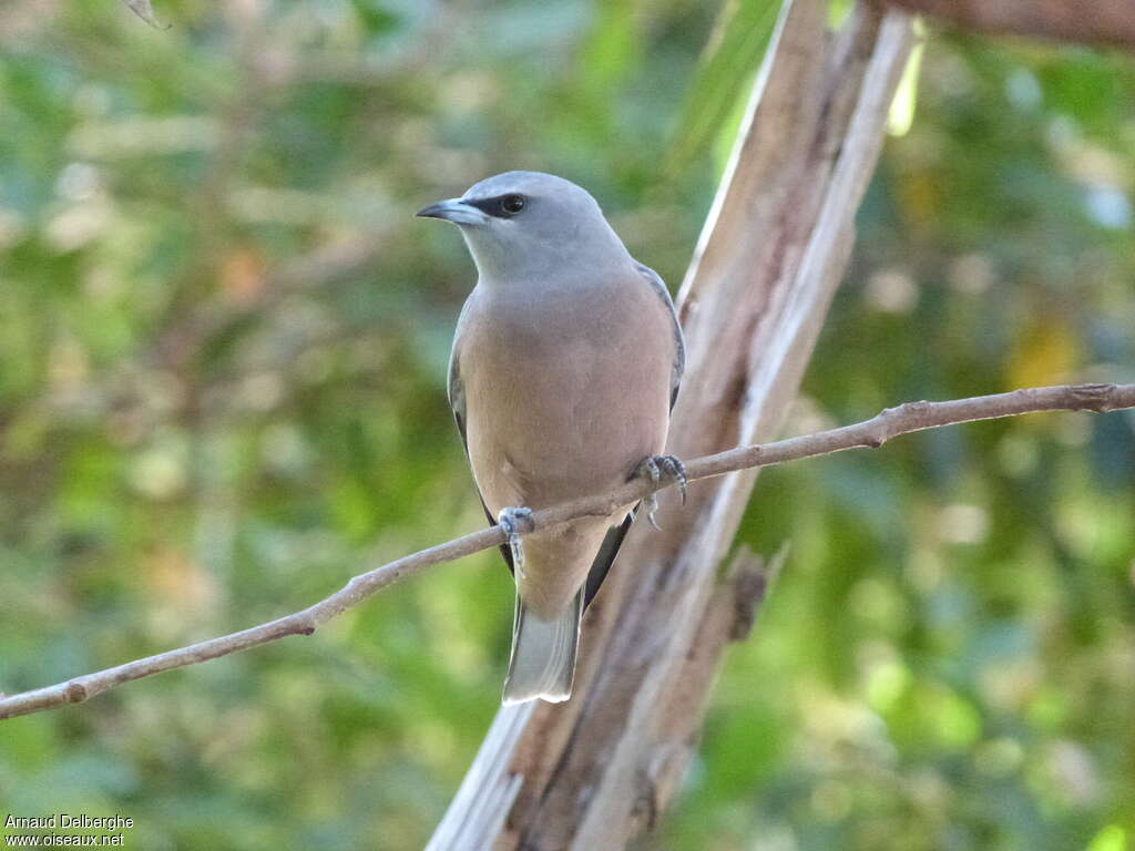 White-browed Woodswallow female adult, close-up portrait