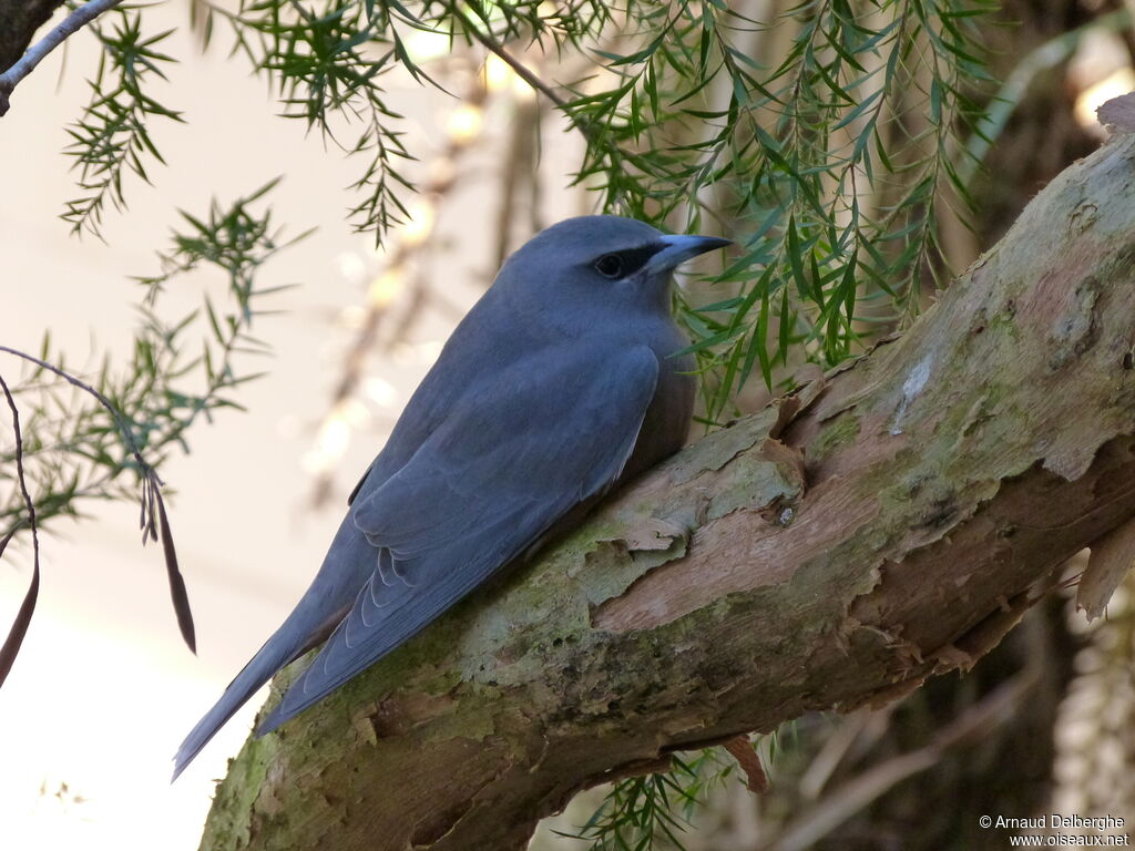 White-browed Woodswallow