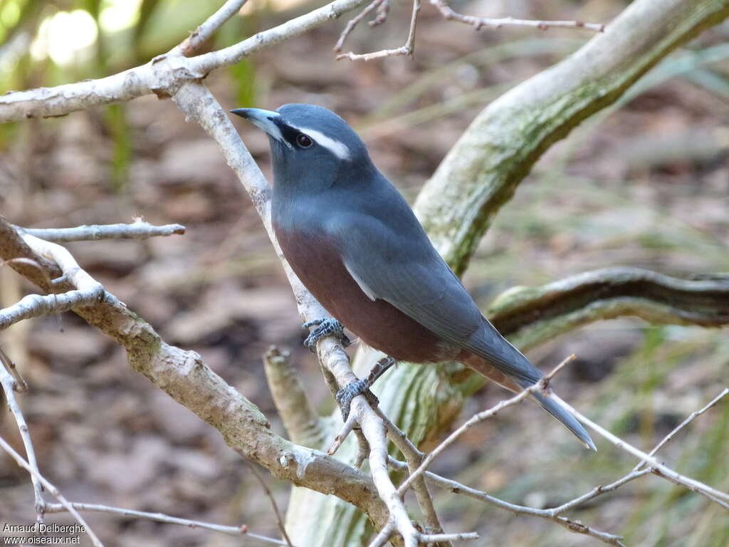 White-browed Woodswallow male adult breeding, identification