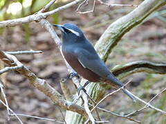 White-browed Woodswallow