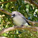 Langrayen gris