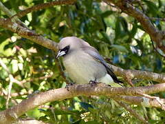 Black-faced Woodswallow