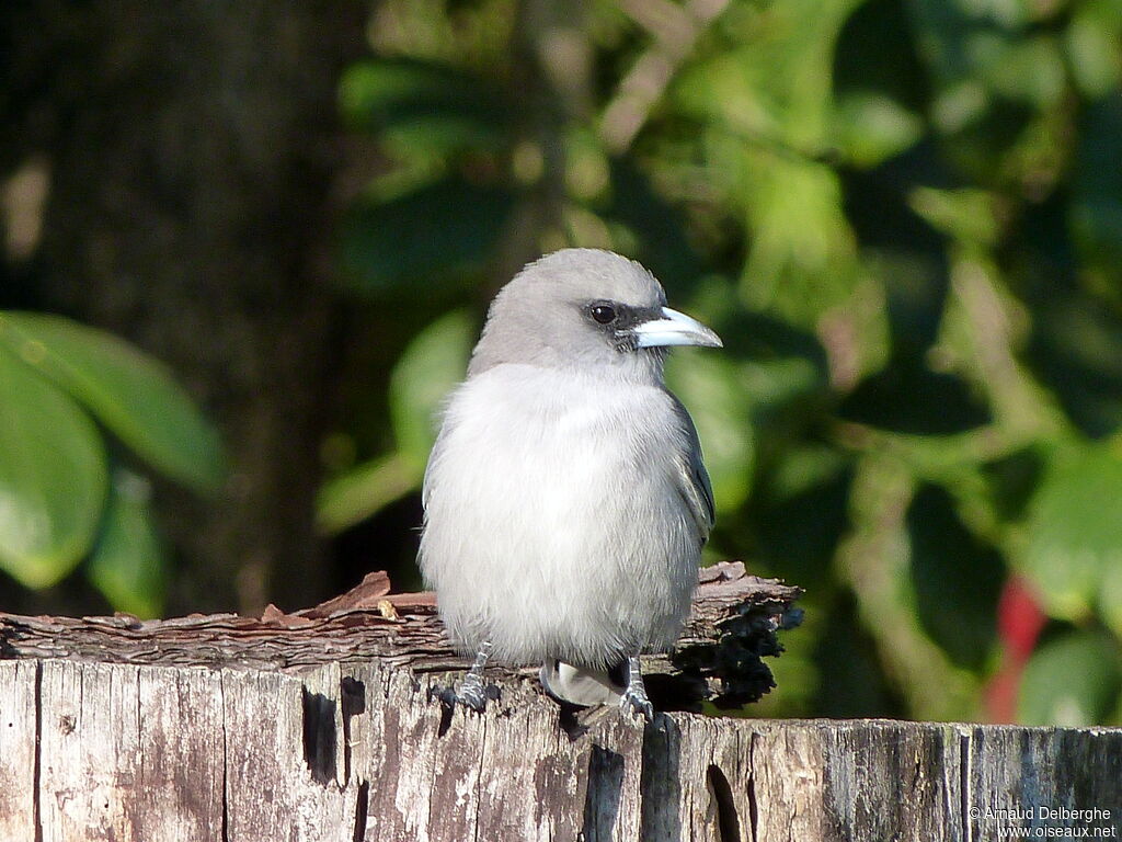 Black-faced Woodswallow