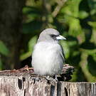 Langrayen gris
