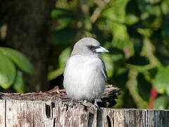 Black-faced Woodswallow