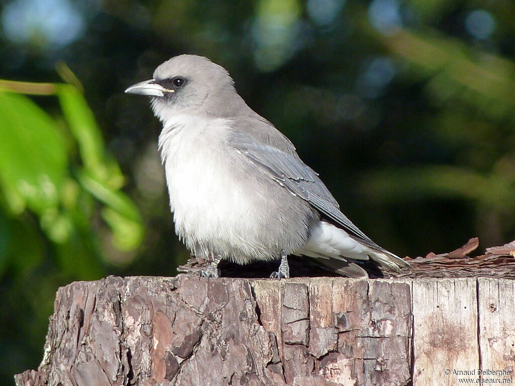 Black-faced Woodswallow