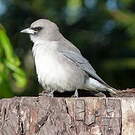Langrayen gris
