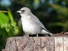 Black-faced Woodswallow