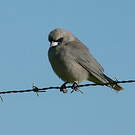 Langrayen gris