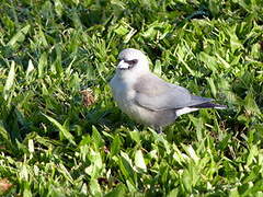 Black-faced Woodswallow