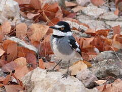 White-tailed Shrike