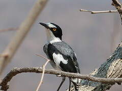 White-tailed Shrike