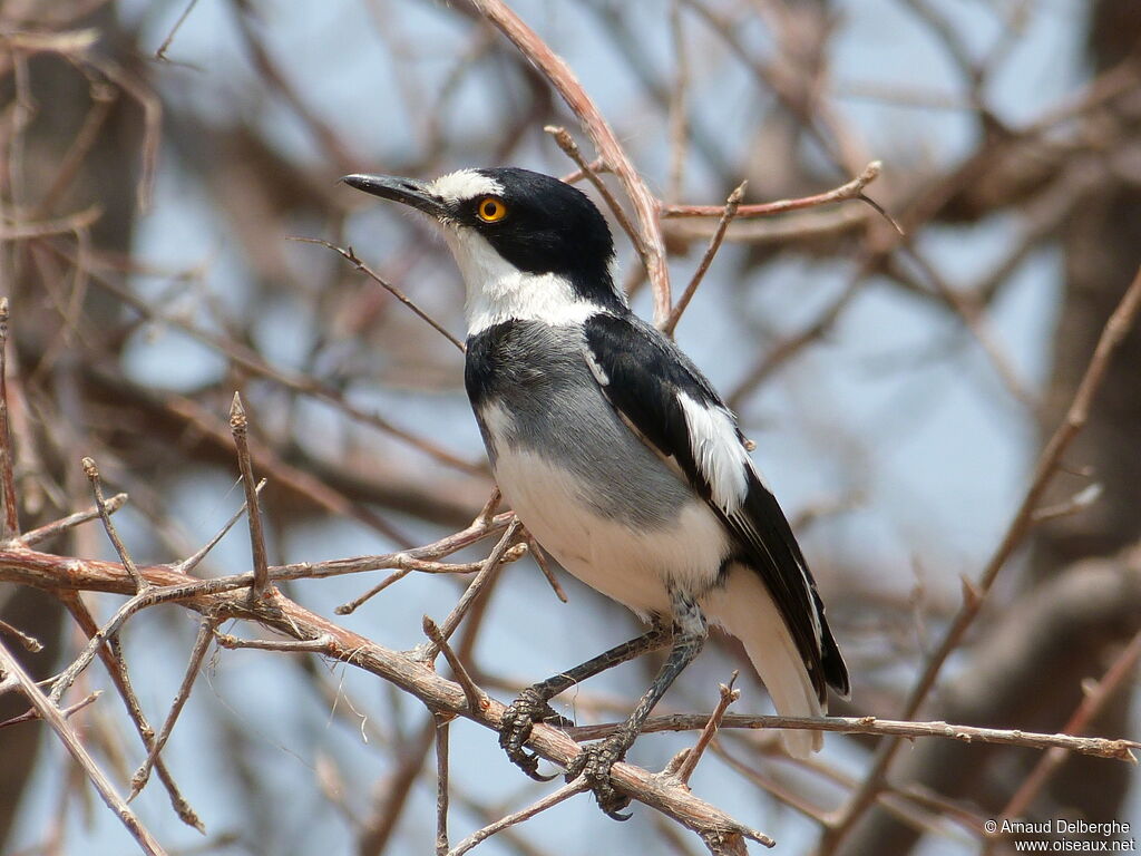 White-tailed Shrike