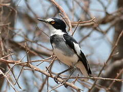 White-tailed Shrike