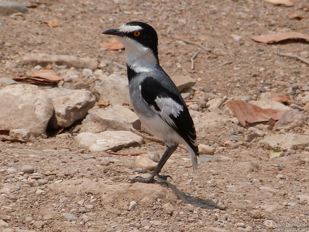 White-tailed Shrike