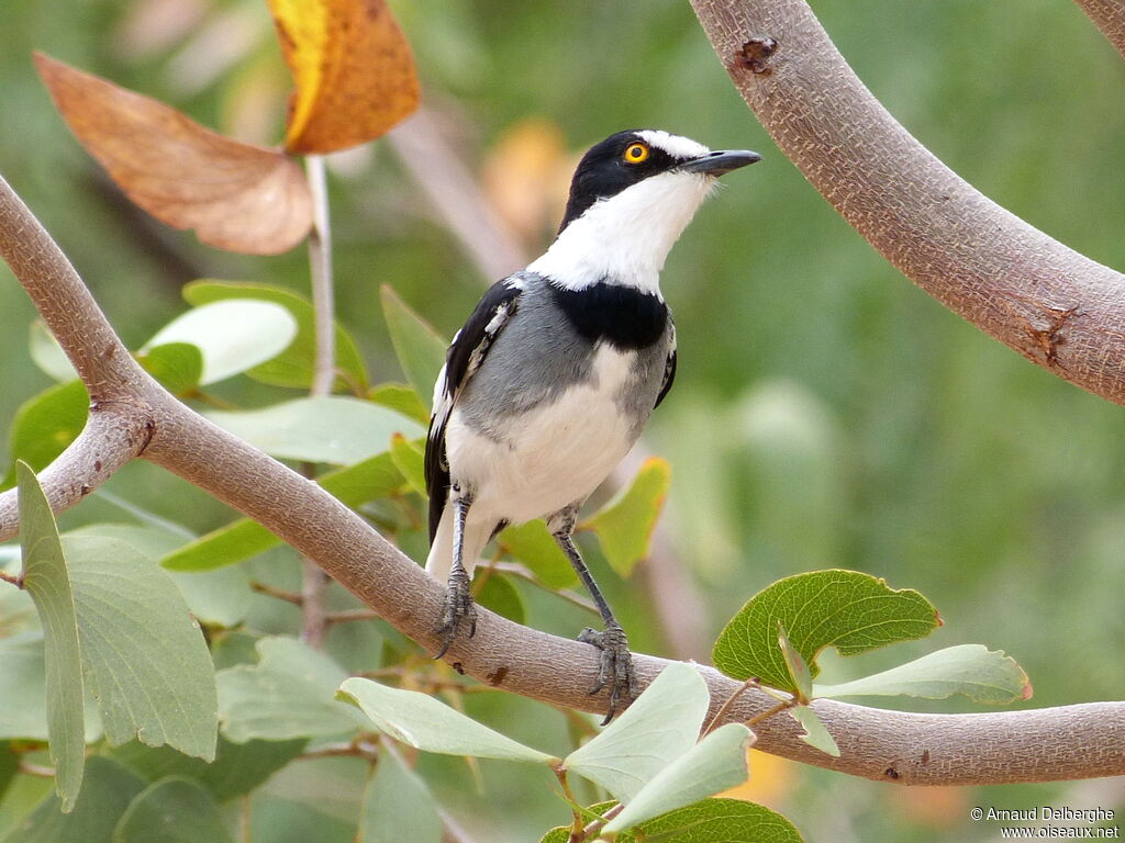 White-tailed Shrike