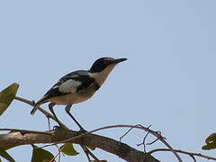 White-tailed Shrike