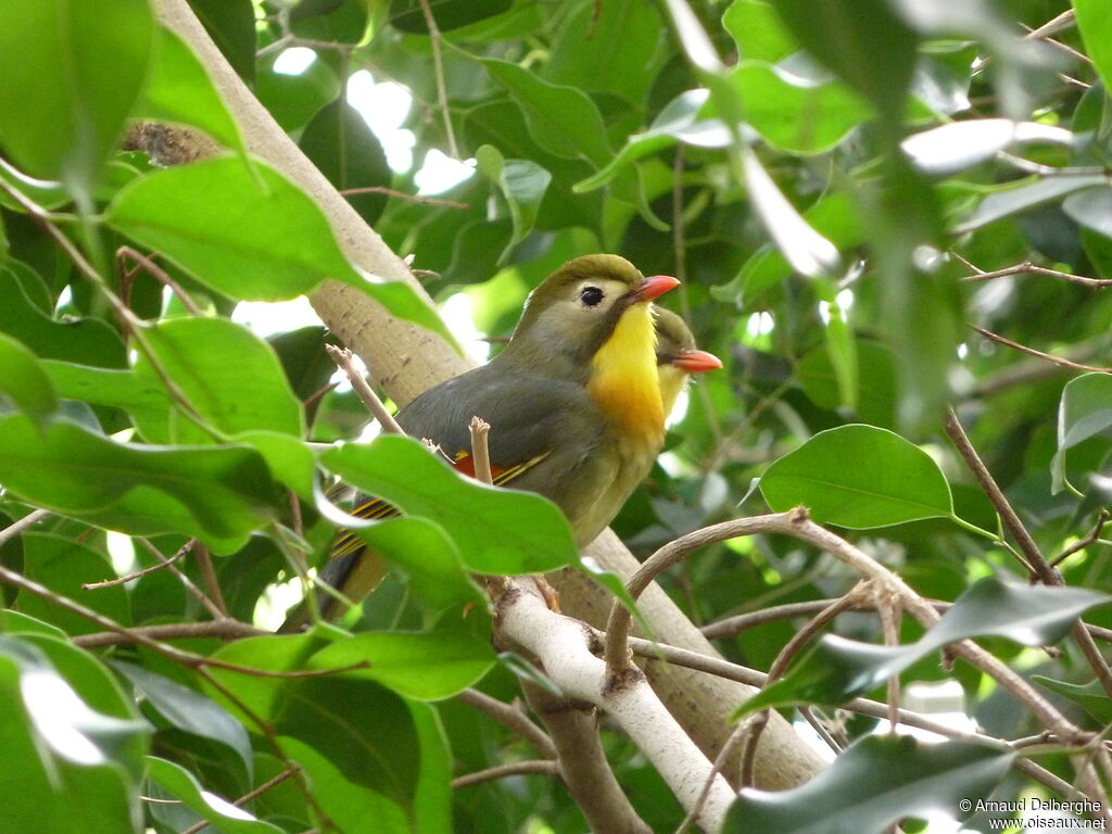 Red-billed Leiothrix