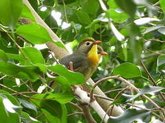 Red-billed Leiothrix