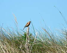 Common Linnet