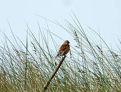 Linotte mélodieuse