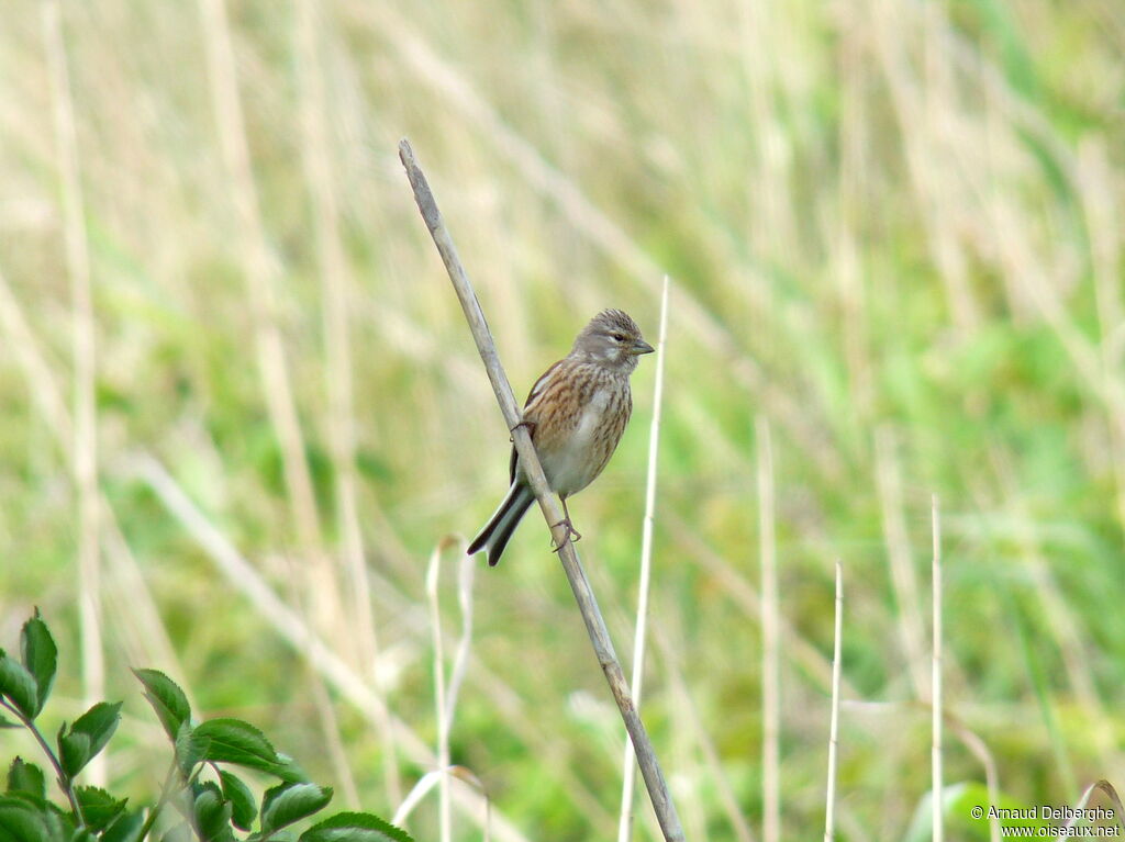 Linotte mélodieuse