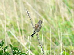 Common Linnet