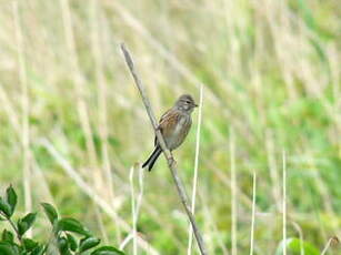 Linotte mélodieuse