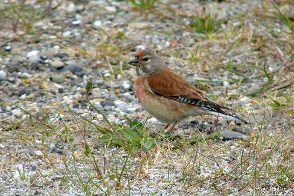 Common Linnet male adult, habitat, fishing/hunting