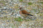 Linotte mélodieuse