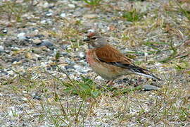 Common Linnet